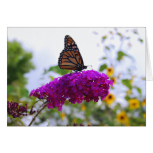 Papillon Monarque sur la carte Bush Papillon