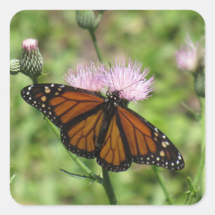 Papillon Monarque sur Stickers Chardon Rose