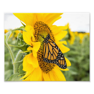 Papillon Monarque sur Tournesol Photographie Impri