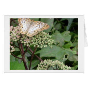 Papillon monocoque en platine