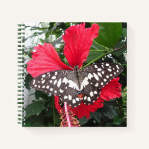 Papillon noir et blanc sur le Carnet Hibiscus