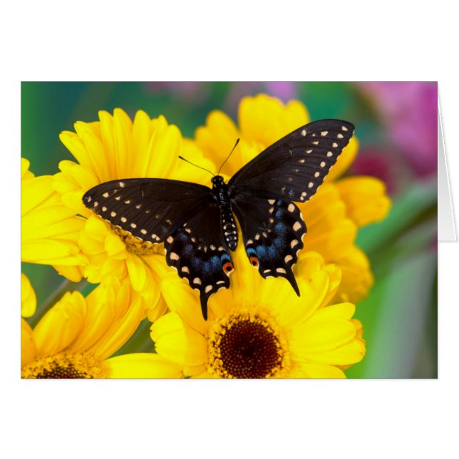 Papillon noir porte-queue (Devant horizontal)