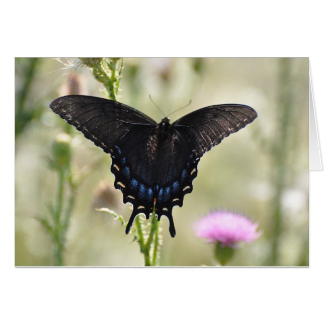 Papillon noir Swallowtail (Devant horizontal)
