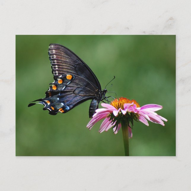 Papillon noir Swallowtail sur carte postale de con (Devant)
