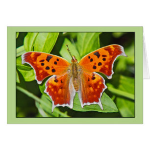 Papillon orange