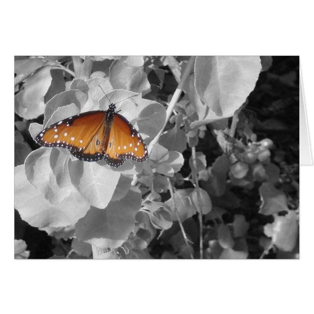 Papillon orange Monarque noir blanc Feuille Nature (Devant horizontal)