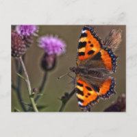 Papillon orange sur la carte postale de la fleur d