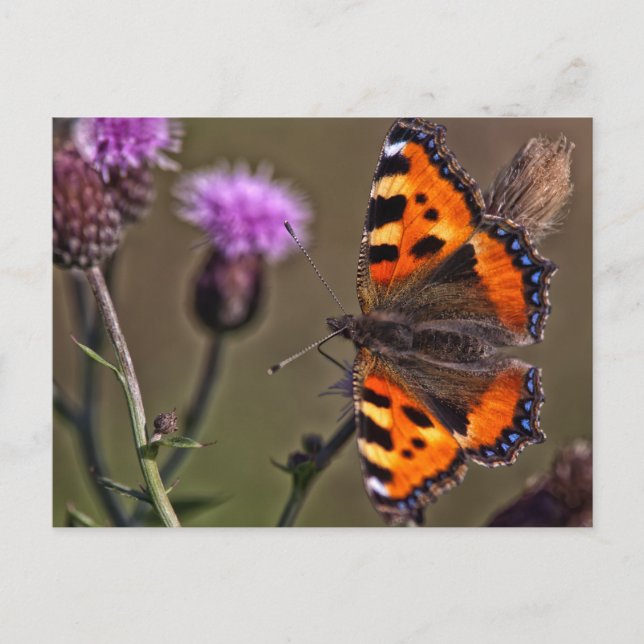 Papillon orange sur la carte postale de la fleur d (Devant)