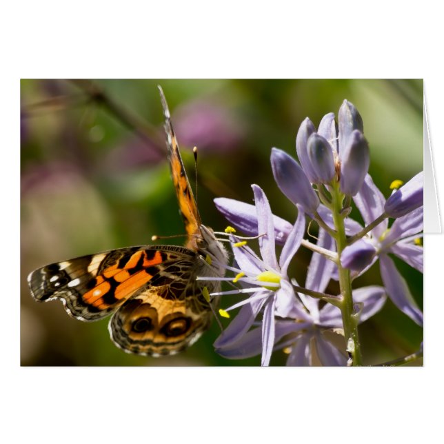 Papillon orange sur les vêtements et les cadeaux d (Devant horizontal)