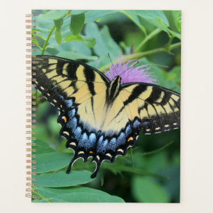 Papillon Papilio glaucus de l'Est