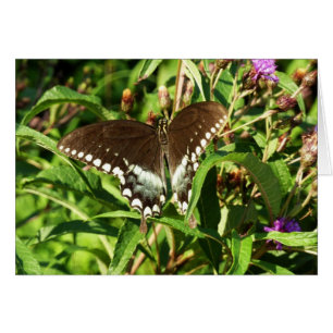 Papillon Papilio noir Photographie de la nature