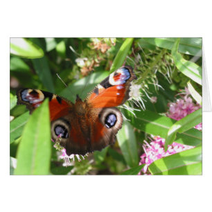 Papillon Peacock