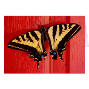 papillon peu commun de swallowtaill d'arrière -