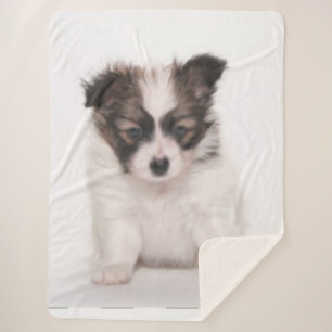 PAPILLON PUPPY SHERPADECKE