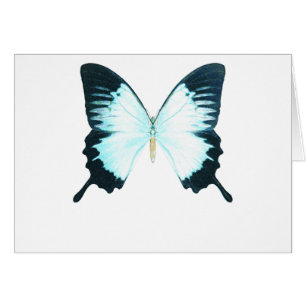 Papillon royal de paon