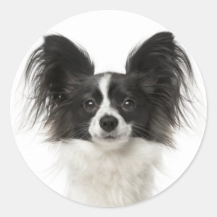 Papillon Schwarz-Weiß Welpen Hund - Liebe Welpen Runder Aufkleber