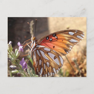 Papillon sur carte postale Lavender