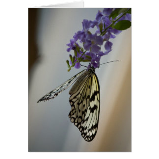 Papillon sur fleurs violettes