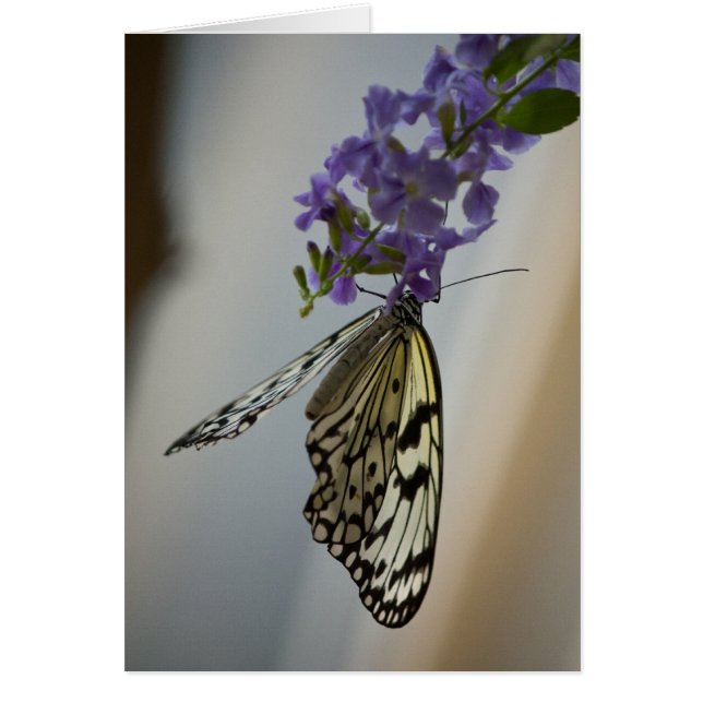Papillon sur fleurs violettes (Devant)