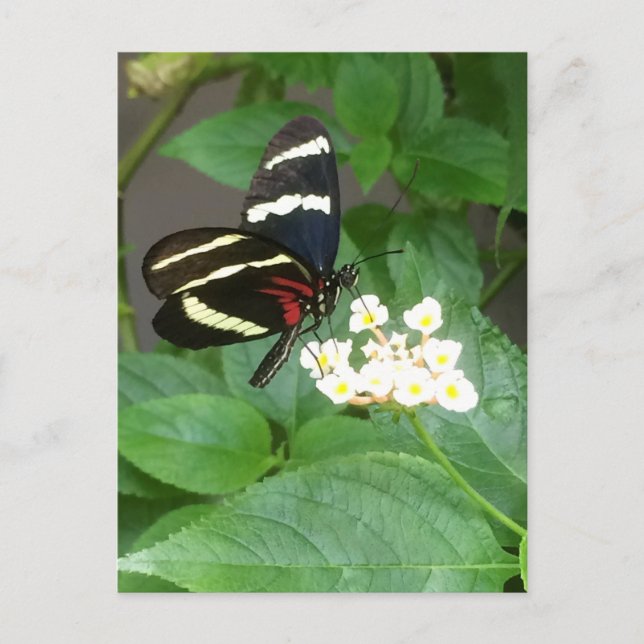 Papillon sur la carte postale de fleurs (Devant)