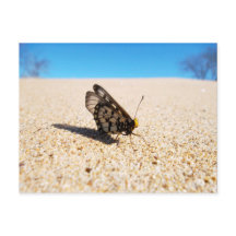 Papillon sur la carte postale de la plage