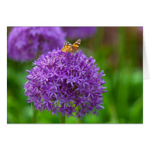 Papillon sur la fleur Allium