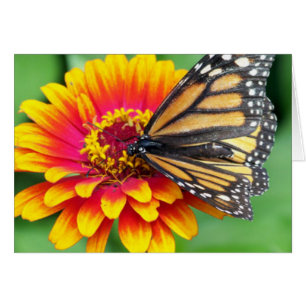 Papillon sur une fleur