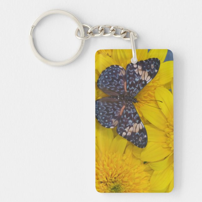 Papillon sur une fleur jaune (Devant)