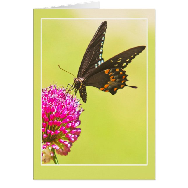 Papillon Swallowtail (Devant)