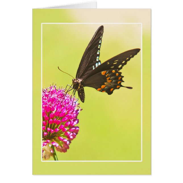 Papillon Swallowtail (Devant)