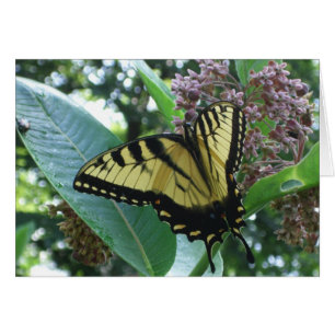 Papillon Swallowtail I sur Milkweed à Shenandoah