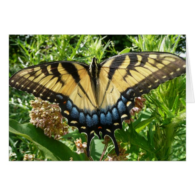 Papillon Swallowtail II à Shenandoah (Devant horizontal)