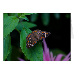 Papillon tacheté