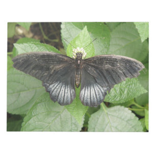 Papillon Tropical et Bloc-notes Fleurs