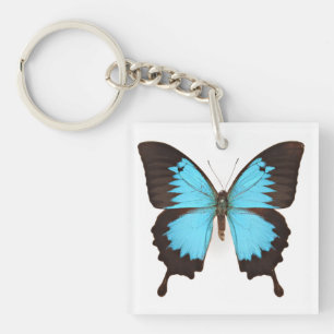 Papillon Ulysse