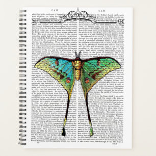 Papillon vibrant
