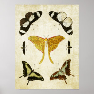 Papillon vintage Impression 002