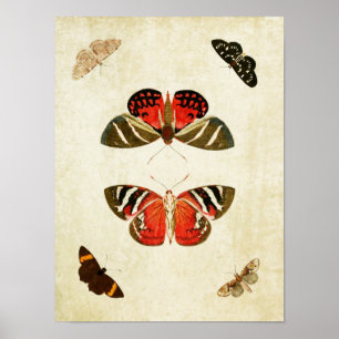 Papillon vintage Impression 018
