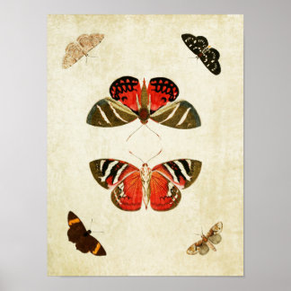 Papillon vintage Impression 018