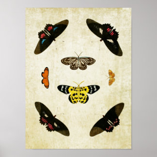 Papillon vintage Impression 029