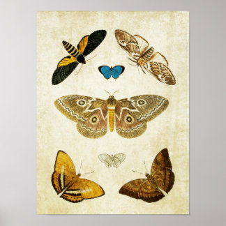 Papillon vintage Impression 046
