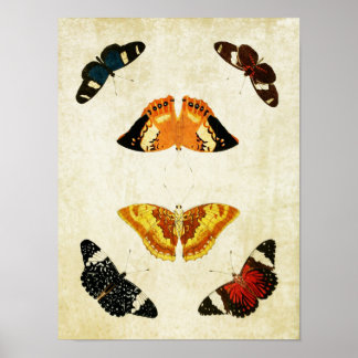 Papillon vintage Impression 054
