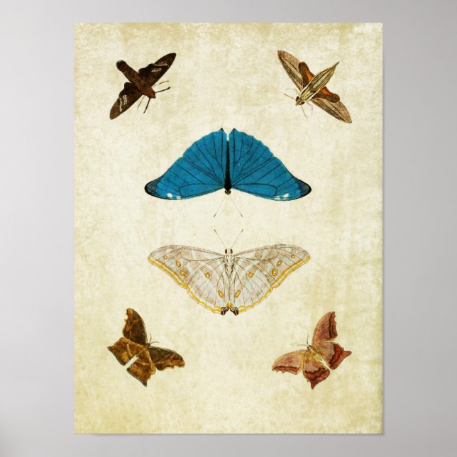Papillon vintage Impression 061 (Devant)