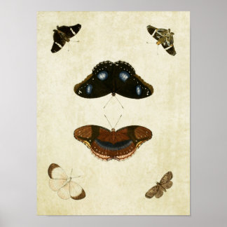 Papillon vintage Impression 080