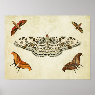 Papillon vintage Impression 087