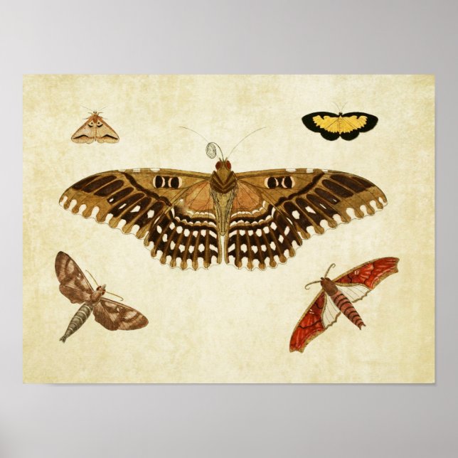 Papillon vintage Impression 088 (Devant)