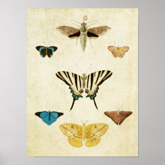 Papillon vintage Impression 152