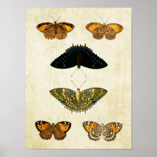 Papillon vintage Impression 161