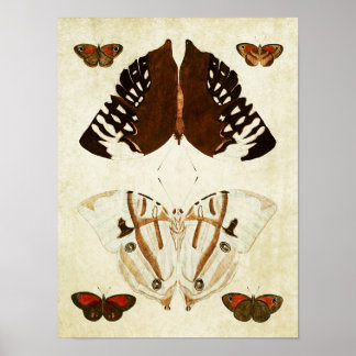 Papillon vintage Impression 168