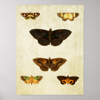 Papillon vintage Impression 172